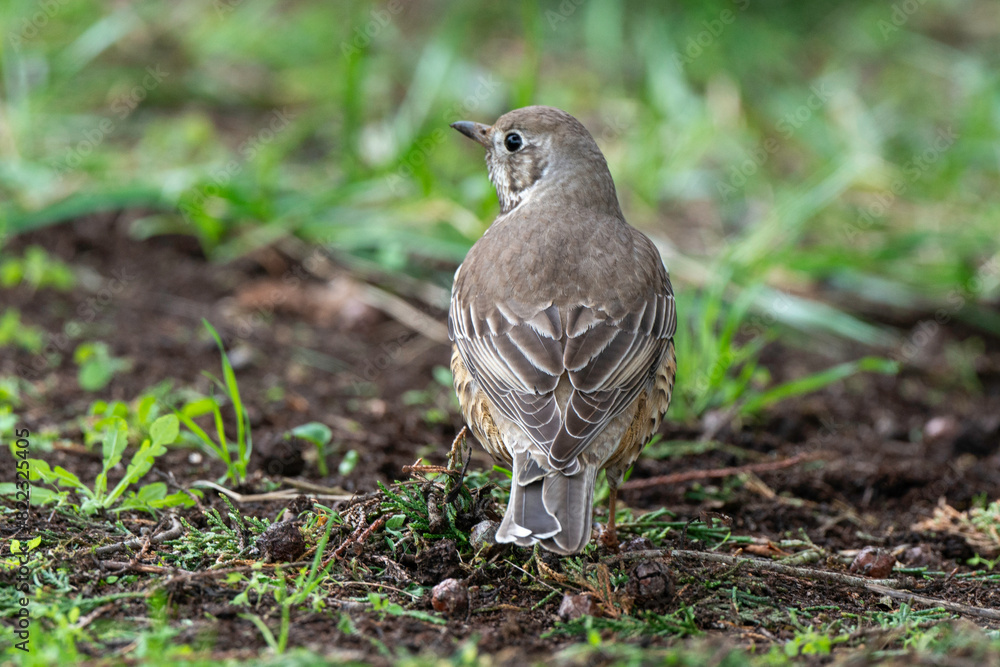 Grive draine,.Turdus viscivorus, Mistle Thrush Grive draine,.Turdus viscivorus, Mistle Thrush