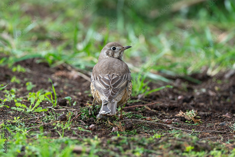 Fototapeta premium Grive draine,.Turdus viscivorus, Mistle Thrush