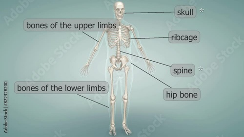 Human skeleton system photo