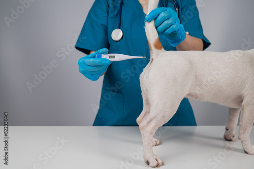 A veterinarian measures a dog's temperature rectally with an electronic thermometer. photo