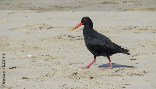 Adult African oystercatcher (Haematopus moquini) foraging on Swartvlei beach. photo