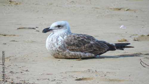 Juvenile Kelp gull (Larus dominicanus) rests on Swartvlei beach, which is situated near Sedgefield. photo