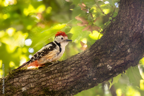   The middle spotted woodpecker (Dendrocoptes medius) on a tree branch under green leaves.