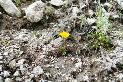 Pediophytium. It's like yellow marsh saxifrage (Saxifraga hirculus) on border of Alpine and subnival zones gravelly sparse meadow of North Caucasus. The high-altitude phenotype photo