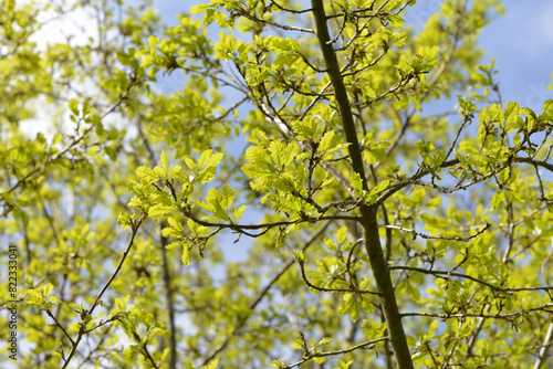 Eiche,  Traubeneiche,  Quercus petraea photo