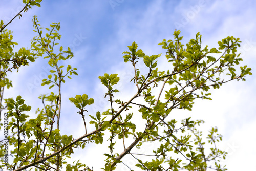 Eiche,  Traubeneiche,  Quercus petraea photo