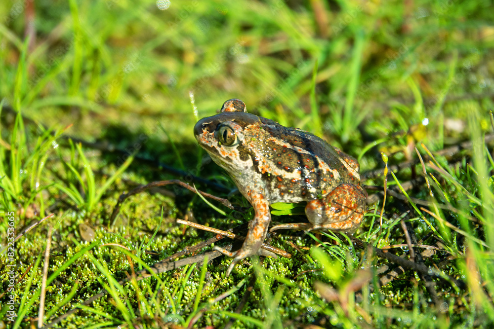 Batrachology. Common spadefoot (Pelobates vespertinus Pallas) ammocolous amphibian. The valley of the Don River in the middle reaches, a grassy meadow on sandy soil (the base of the dune) Batrachology. Common spadefoot (Pelobates vespertinus Pallas) ammocolous amphibian. The valley of the Don River in the middle reaches, a grassy meadow on sandy soil (the base of the dune)
