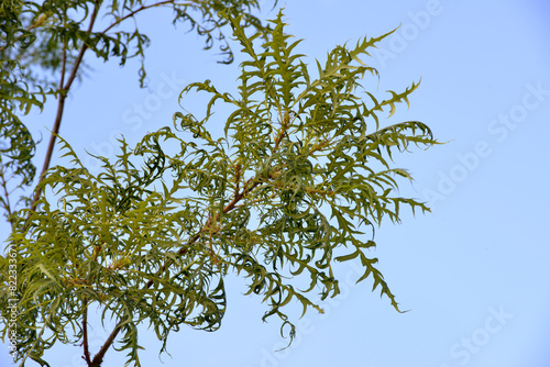 Eiche,  Schlitzblättrige Stiel-Eiche, Quercus robur f. pectinata photo