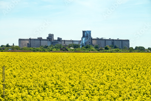 Yellow fields of rapeseed colza (Brassica napus var. oleifera), canola flowers on southern plains, former steppe. Grain elevator in the background