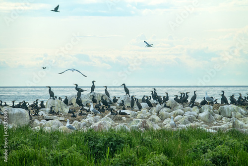 Colony of southern cormorant (Phalacrocorax carbo sinensis) on islands of Gulf of Finland, Baltic Sea. Colony is located on granite boulder ludas. Most pandemonium nestlings are more than month old photo