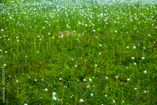 Wet tundra with horsetail and Cotton grass (Eriophorum sp.) Kola Peninsula, coast of the Barents Sea photo