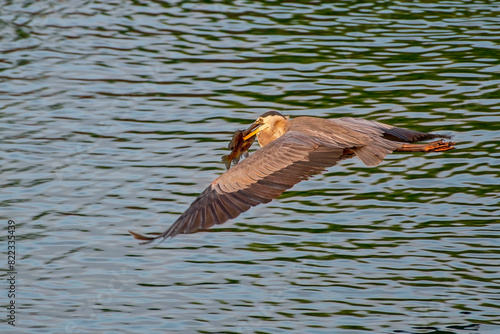 Great Blue Heron with Crappie in Beak