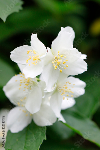 Frische Jasminblüten in der Gartenhecke
