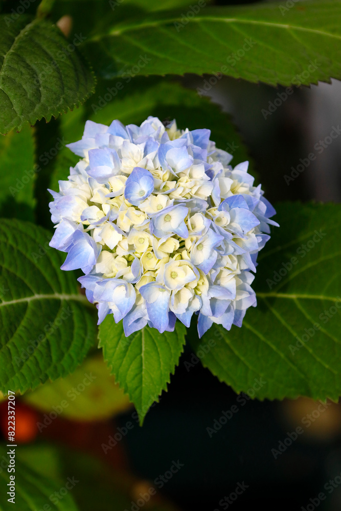 Eine bläuliche Hortensienblüte im Frühling
Eine bläuliche Hortensienblüte im Frühling