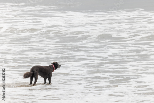 Dog on Beach Standing in Water Waves