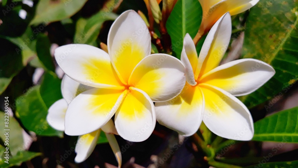 Obraz premium frangipani plumeria flowers