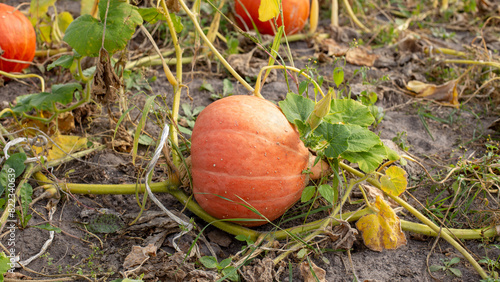 Orange pumpkin, autumn harvest of edible pumpkins