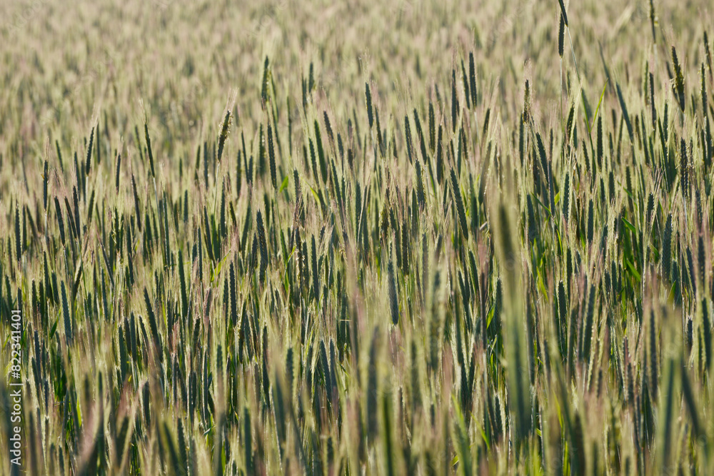 Roggen, Winterroggen, Secale cereale L. Roggen, Winterroggen, Secale cereale L.
