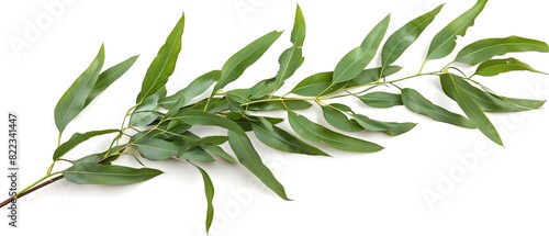 Eucalyptus branch with copyspace  isolated on a white background