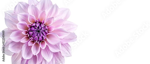 Dahlia petal with blank copyspace, isolated on white background © 220 AI Studio