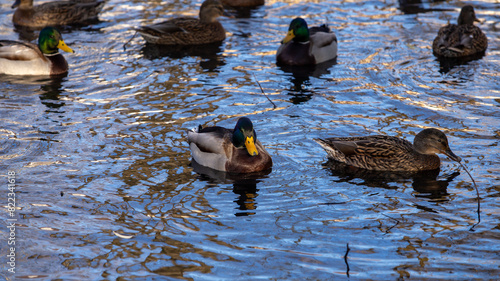 Wild ducks on a clear lake, bright and full of vitality