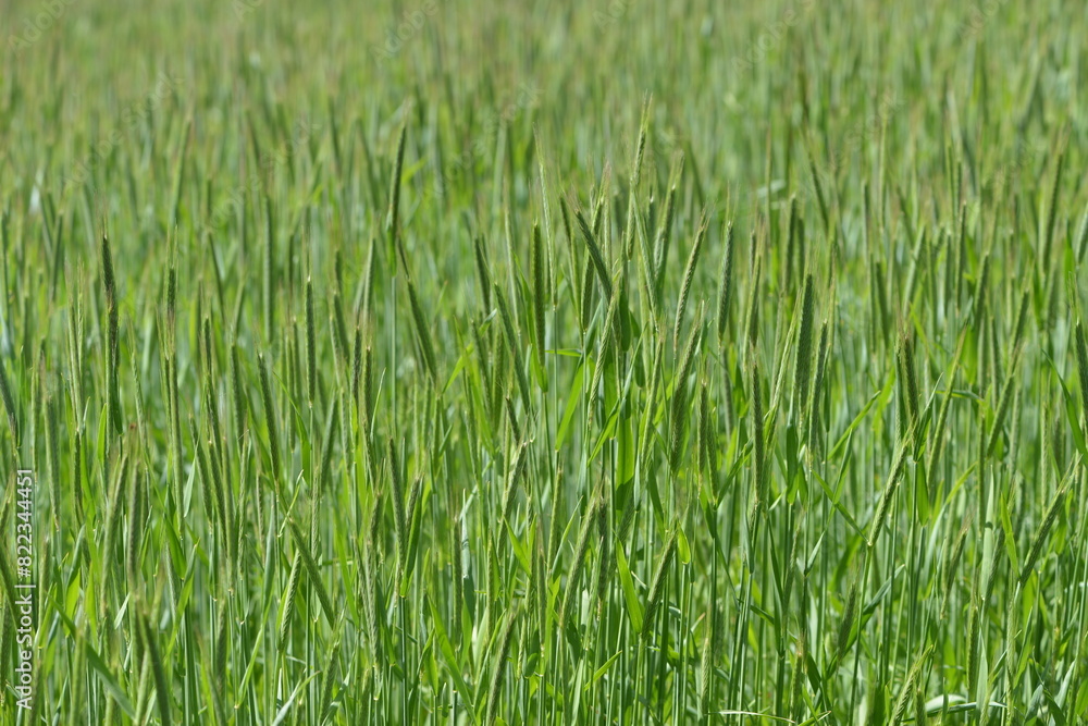 Obraz premium Roggen, Winterroggen, Secale cereale L.