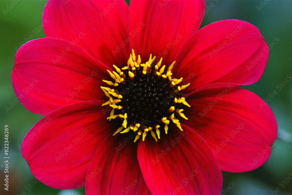 Red Flower Red Flower
