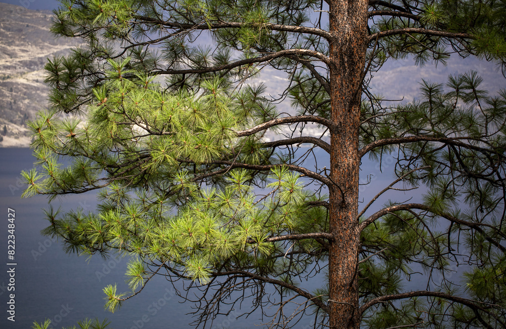 An evergreen tree in the foreground with Okanagan Lake and shoreline in the background, Okanagan Valley; Peachland, British Columbia, Canada An evergreen tree in the foreground with Okanagan Lake and shoreline in the background, Okanagan Valley; Peachland, British Columbia, Canada