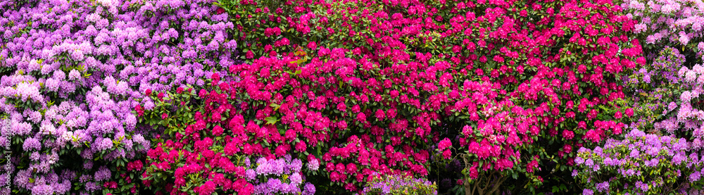 Colorful pink, lilac, magenta and purple flowers on large rhododendron bushes on a spring day in May. Flowering plants in a hedge in Iserlohn in the Sauerland (Germany). Wide angle panoramic banner. Colorful pink, lilac, magenta and purple flowers on large rhododendron bushes on a spring day in May. Flowering plants in a hedge in Iserlohn in the Sauerland (Germany). Wide angle panoramic banner.