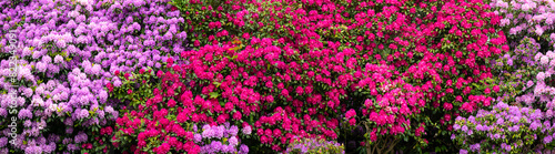 Colorful pink, lilac, magenta and purple flowers on large rhododendron bushes on a spring day in May. Flowering plants in a hedge in Iserlohn in the Sauerland (Germany). Wide angle panoramic banner.