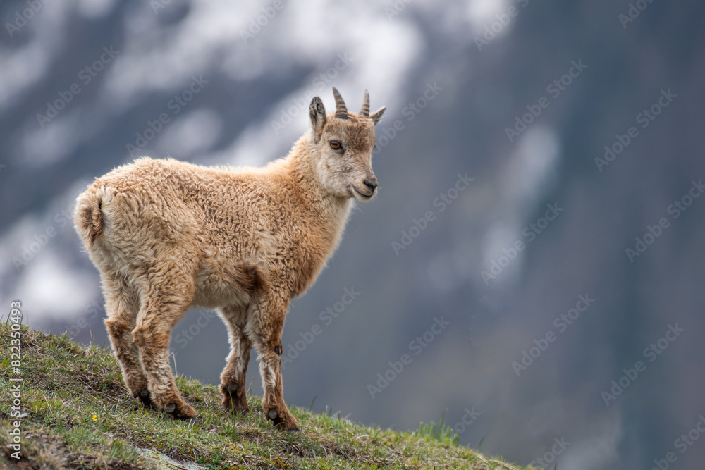Young alpine ibex, Capra ibex, with winter thick fur standing in a spring winter slope against snowy mountains background, Wild mountain goat cub in its habitat, Alps, Italy. Monviso natural park.