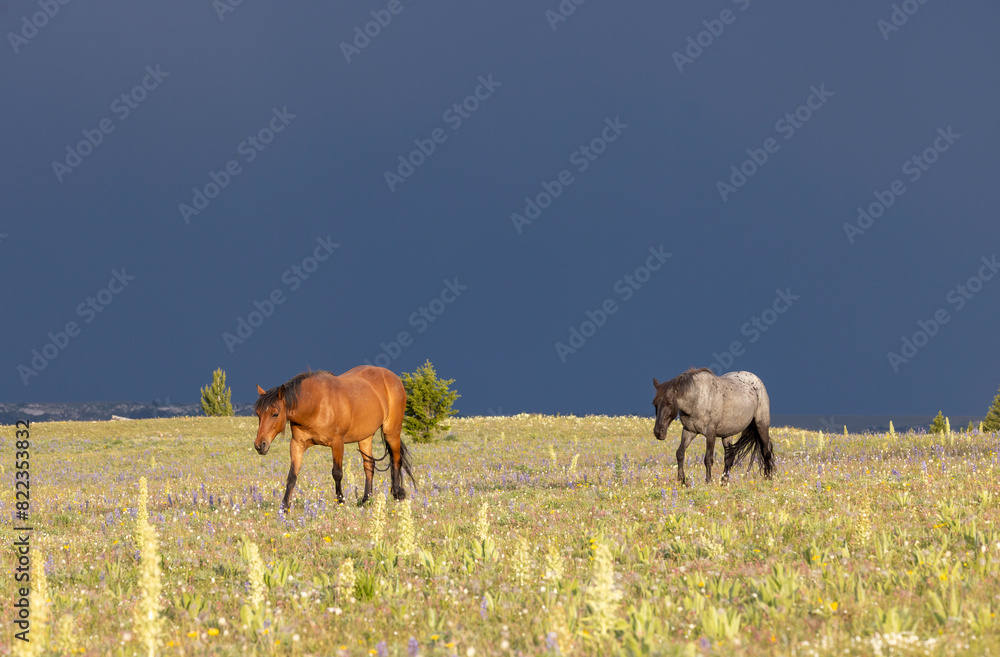 Wild Horses in the Pryor Mountains Montana in Summer Wild Horses in the Pryor Mountains Montana in Summer