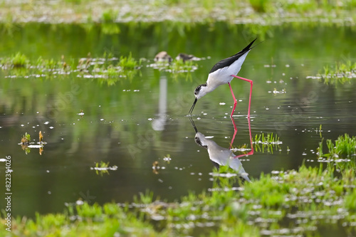 Black-winged stilt shorebird searches for food in puddles photo