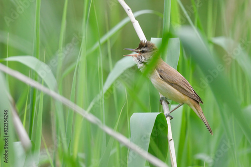 reed warbler sings on a reed in the reeds in May