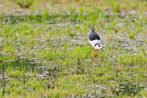 Black-winged stilt shorebird searches for food in puddles