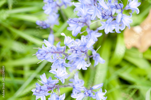 Beautiful bluebell flowers and green grass photo