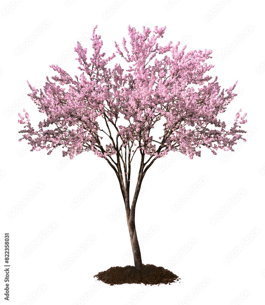 Fototapeta premium Beautiful blossoming spring tree isolated on white