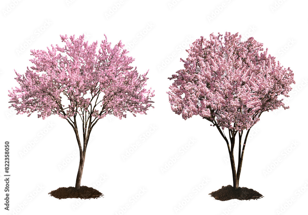 Beautiful blossoming spring trees isolated on white
