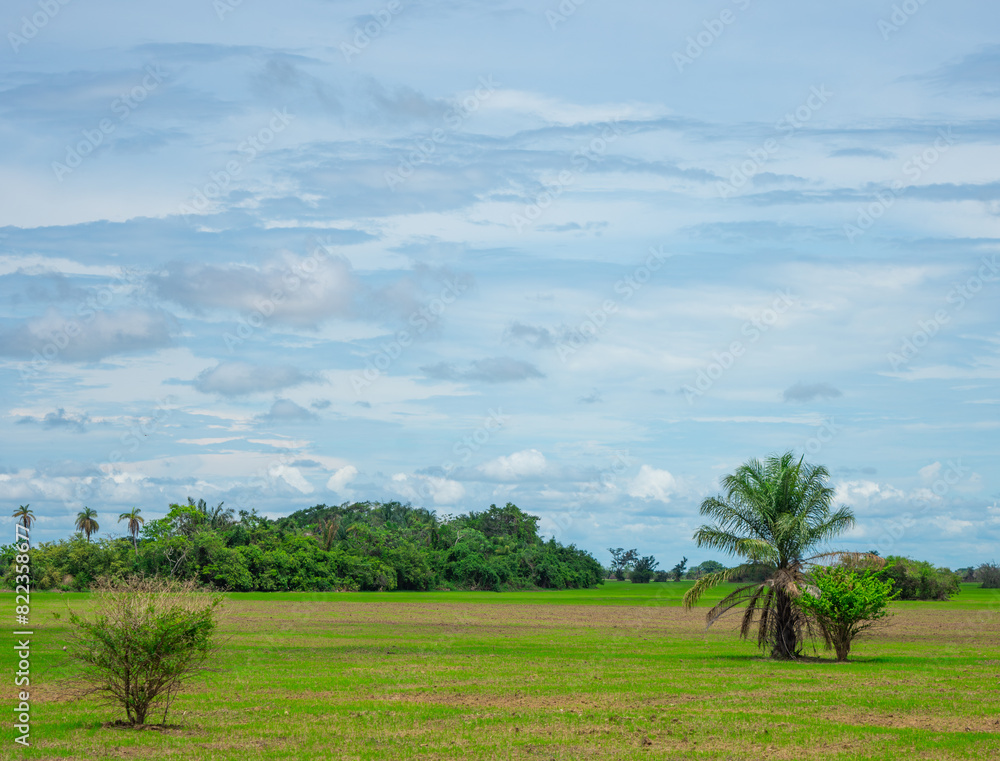 Lush green landscape with scattered trees under a cloudy sky in Hato La Aurora, Casanare, Colombia Lush green landscape with scattered trees under a cloudy sky in Hato La Aurora, Casanare, Colombia