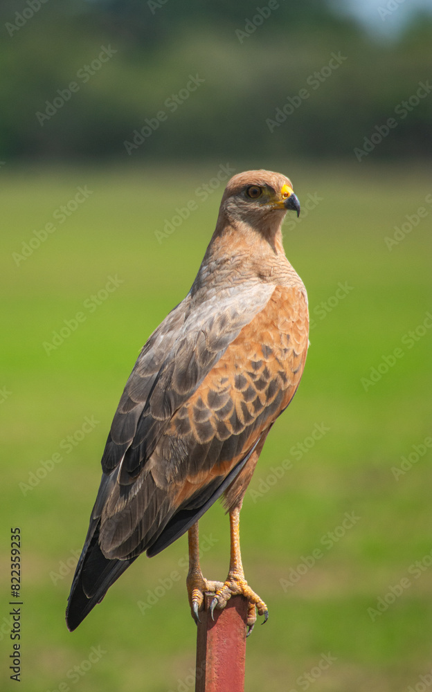 Obraz premium Majestic bird of prey perched in Hato La Aurora, Casanare, Colombia