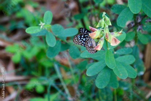 Butterflies on a wild flower