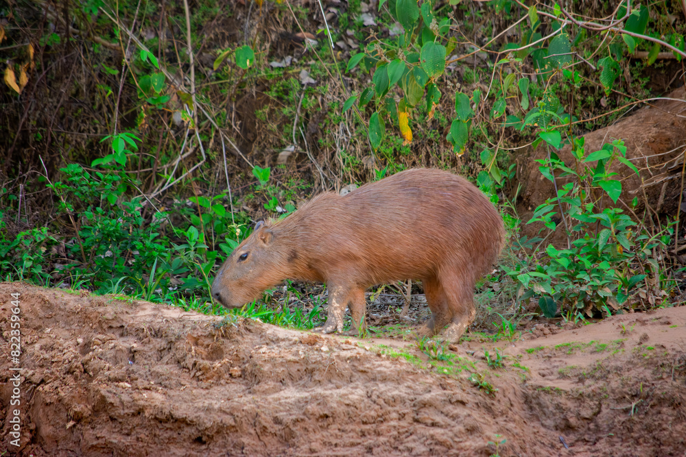 Fototapeta premium Capybara at Hato La Aurora reserve, Casanare, Colombia