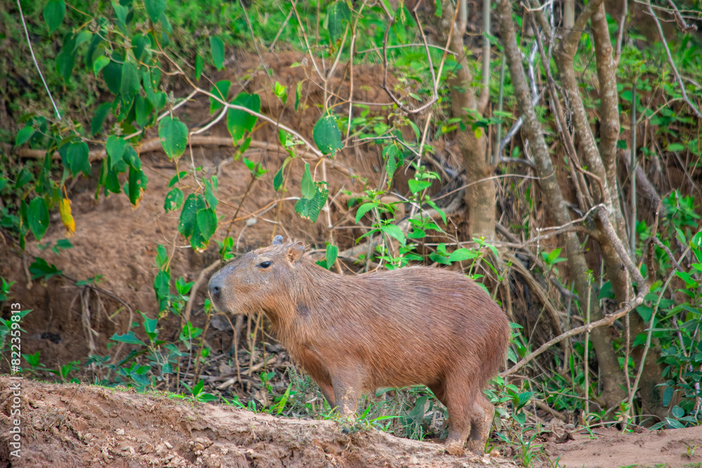 Capybara in Hato La Aurora, Casanare, Colombia amidst natural foliage Capybara in Hato La Aurora, Casanare, Colombia amidst natural foliage