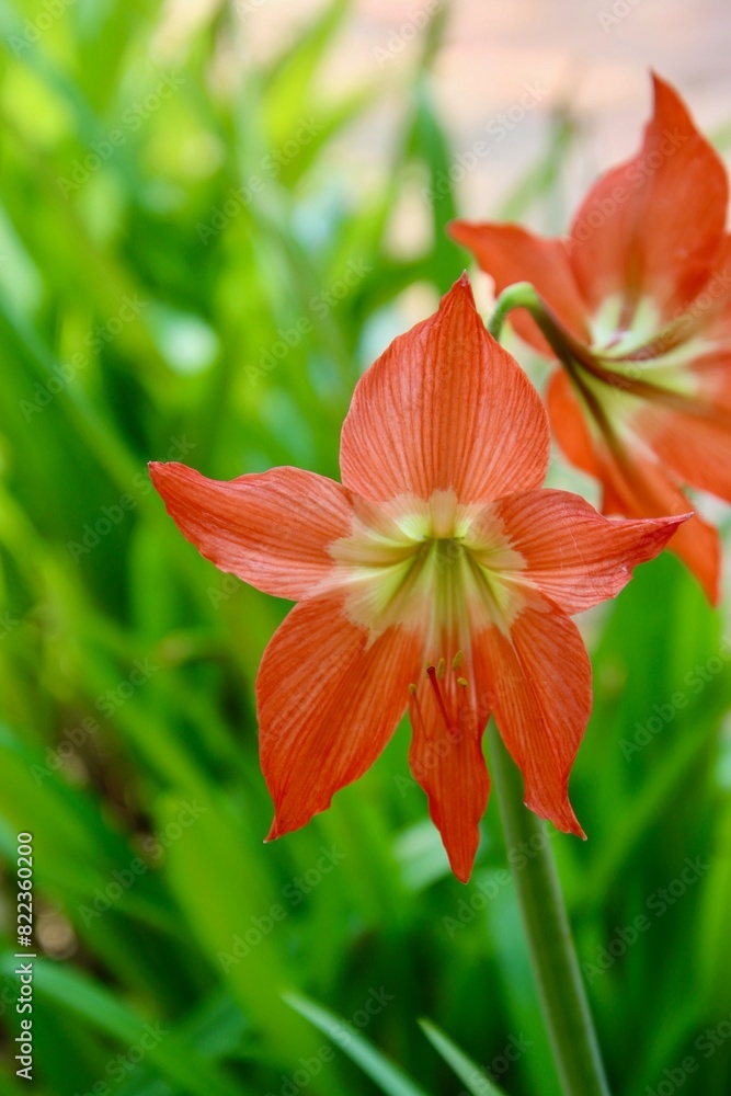 Fototapeta premium Flowers
