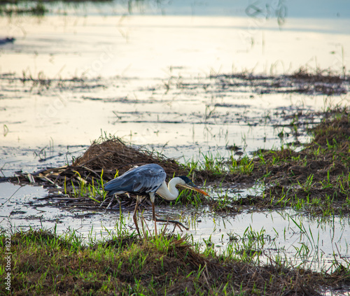 A heron feeding at dawn in a quiet wetland in Hato la Aurora, Casanare, Colombia photo