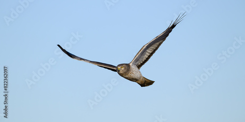 Gray male northern harrier isolated in flight with wings extended © IanDewarPhotography