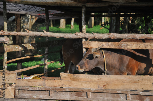 cow in a wooden cage, sacrificial animal