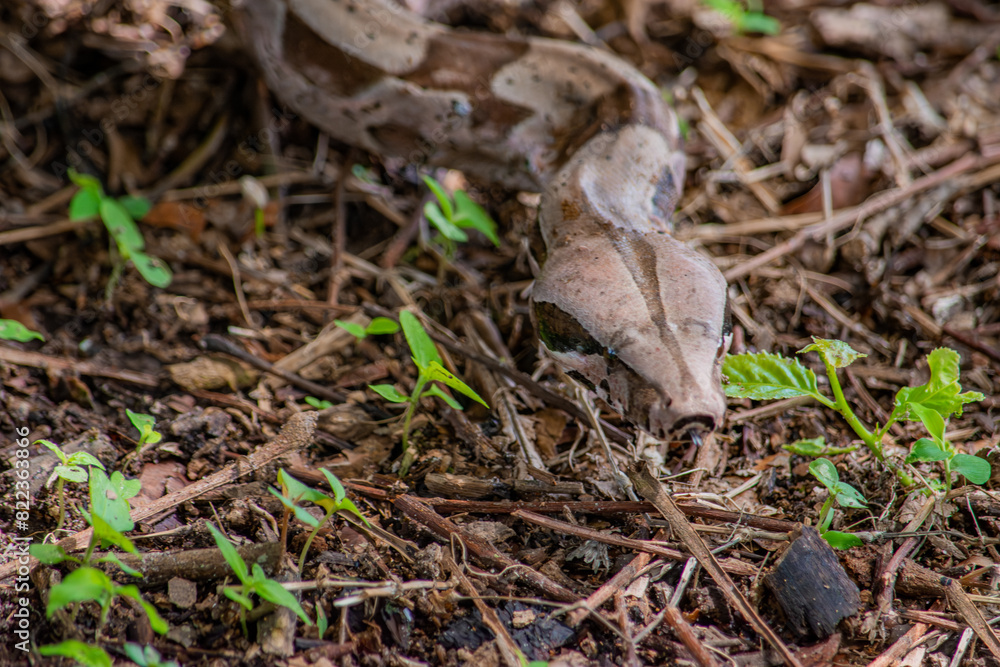Boa constrictor in natural habitat, Casanare, Colombia Boa constrictor in natural habitat, Casanare, Colombia