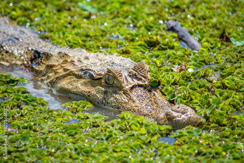 Crocodile amidst greenery at Hato La Aurora, Casanare photo