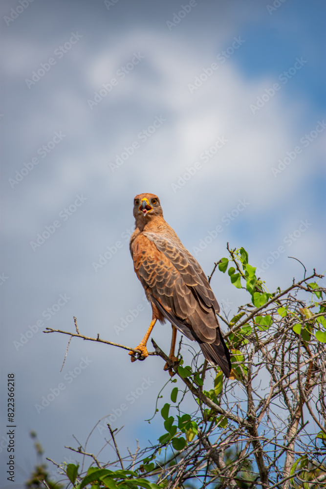 A bird of prey perched in Casanare, Colombia under cloudy skies A bird of prey perched in Casanare, Colombia under cloudy skies